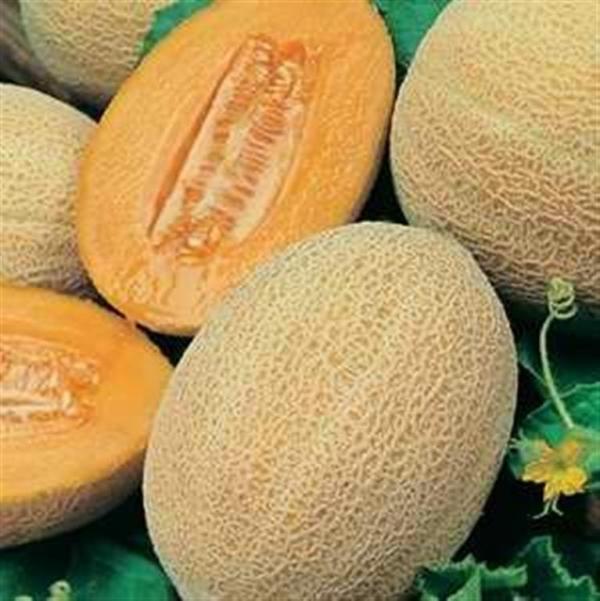 HALES BEST JUMBO Melon USA 10 seeds